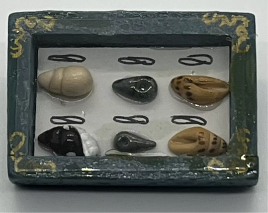 Dolls house shells in case